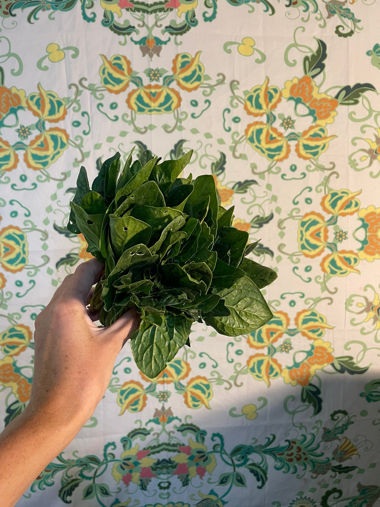 organic vegetables / little farms