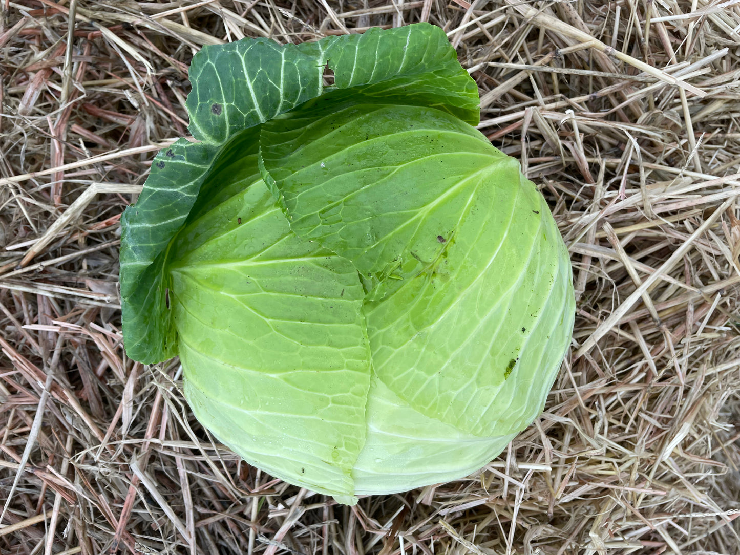 organic vegetables / little farms