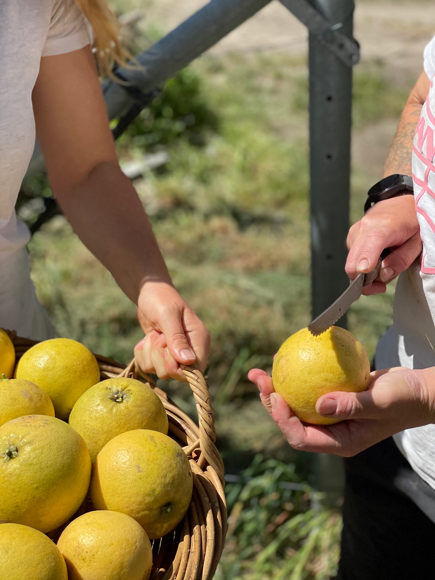 organic vegetables / little farms