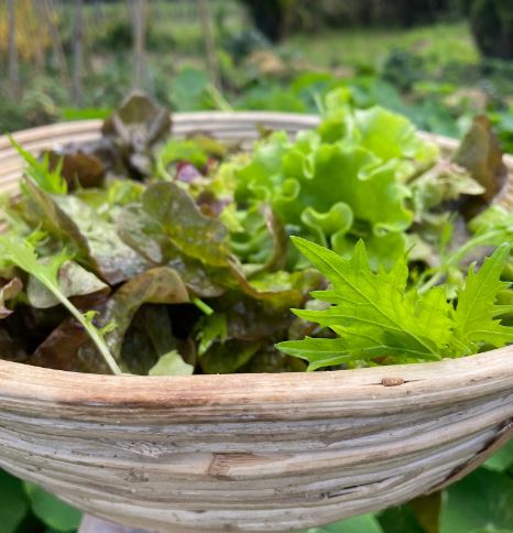 organic vegetables / little farms