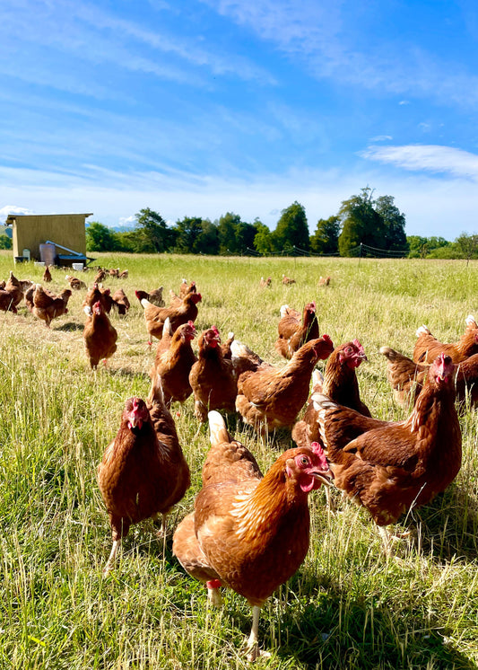 Pasture Pride Eggs