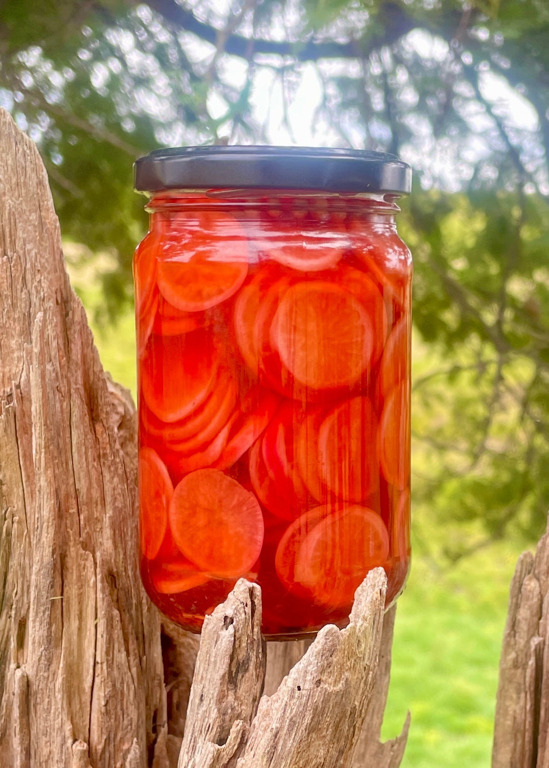 Nikki's Pickled Radishes