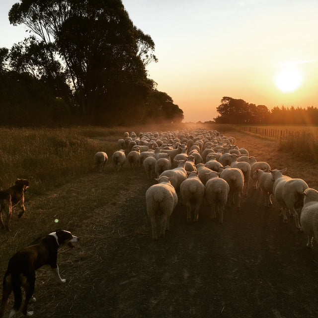 Wharerata Farm