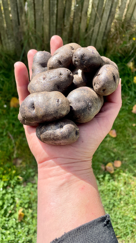 Māori Purple Potatoes (1kg)