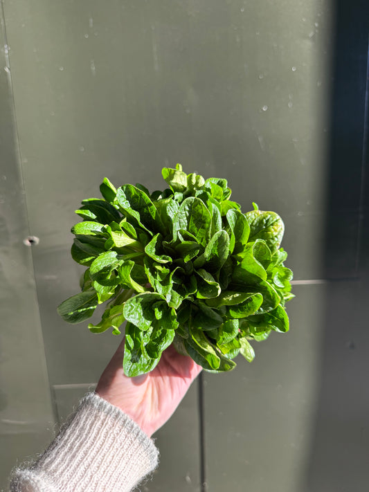 Organic lambs lettuce (100g)