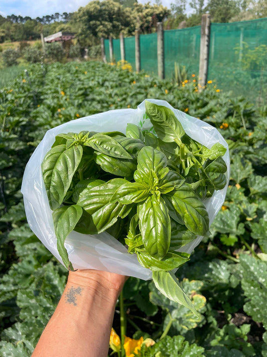 Organic basil (100g)