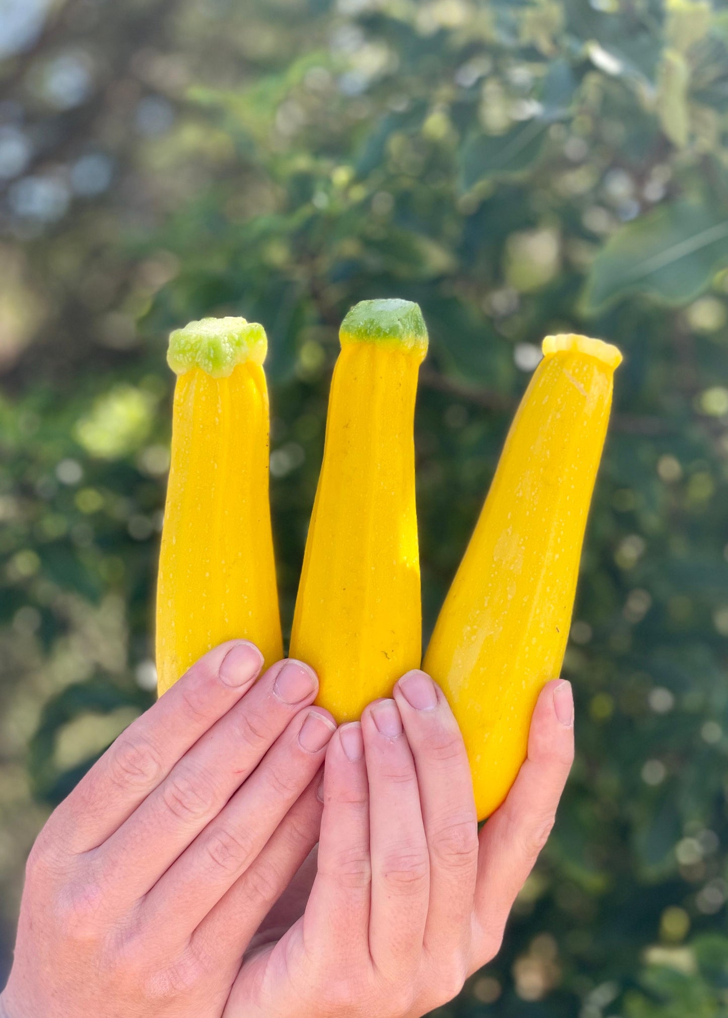 Organic yellow zucchini x 3