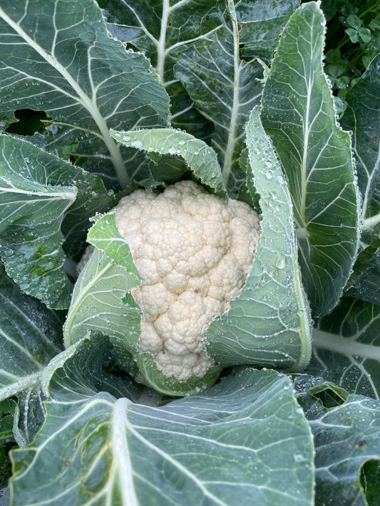 Organic Cauliflower