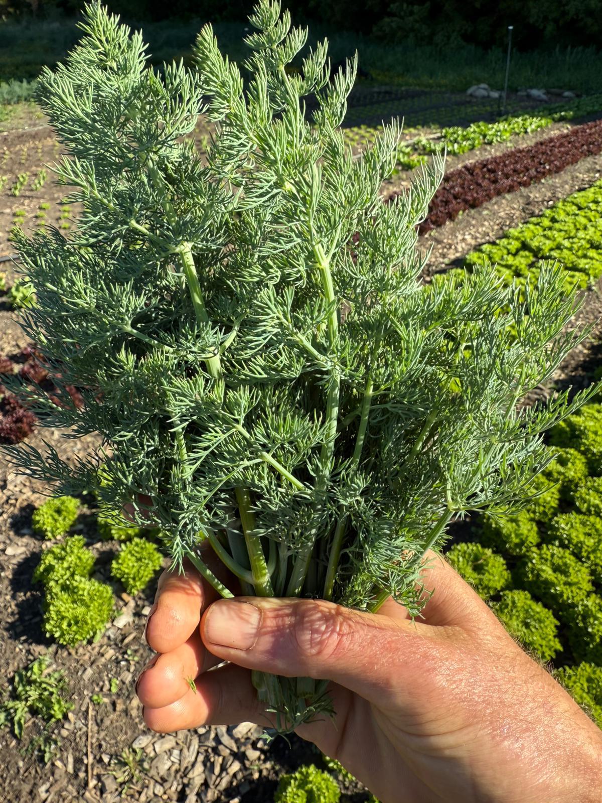 Organic Dill