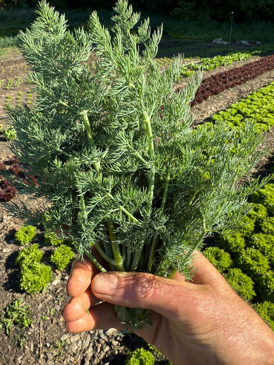 Organic Dill