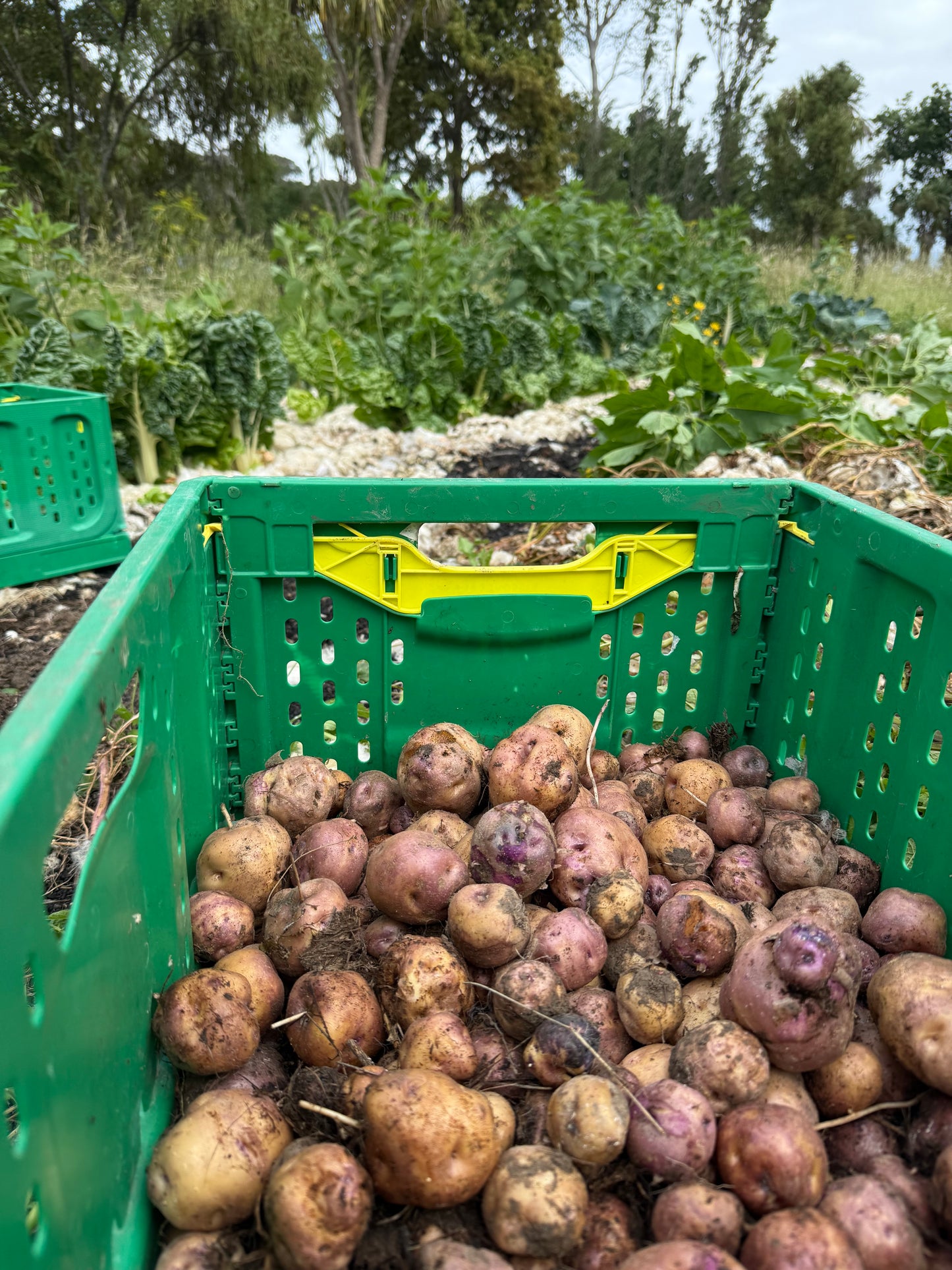 Huakaroro potatoes