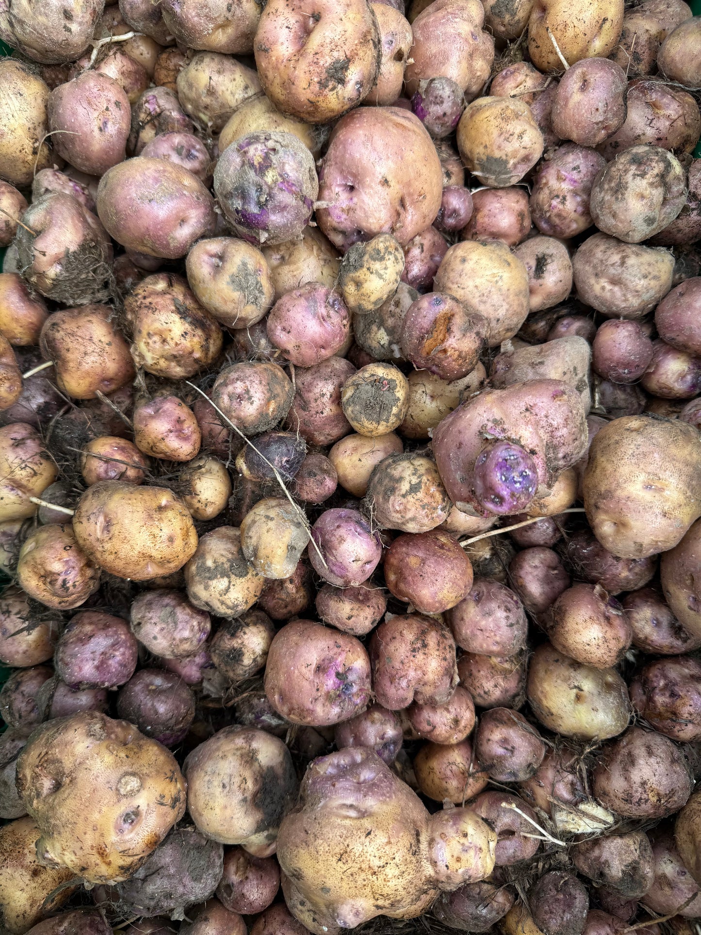 Huakaroro potatoes