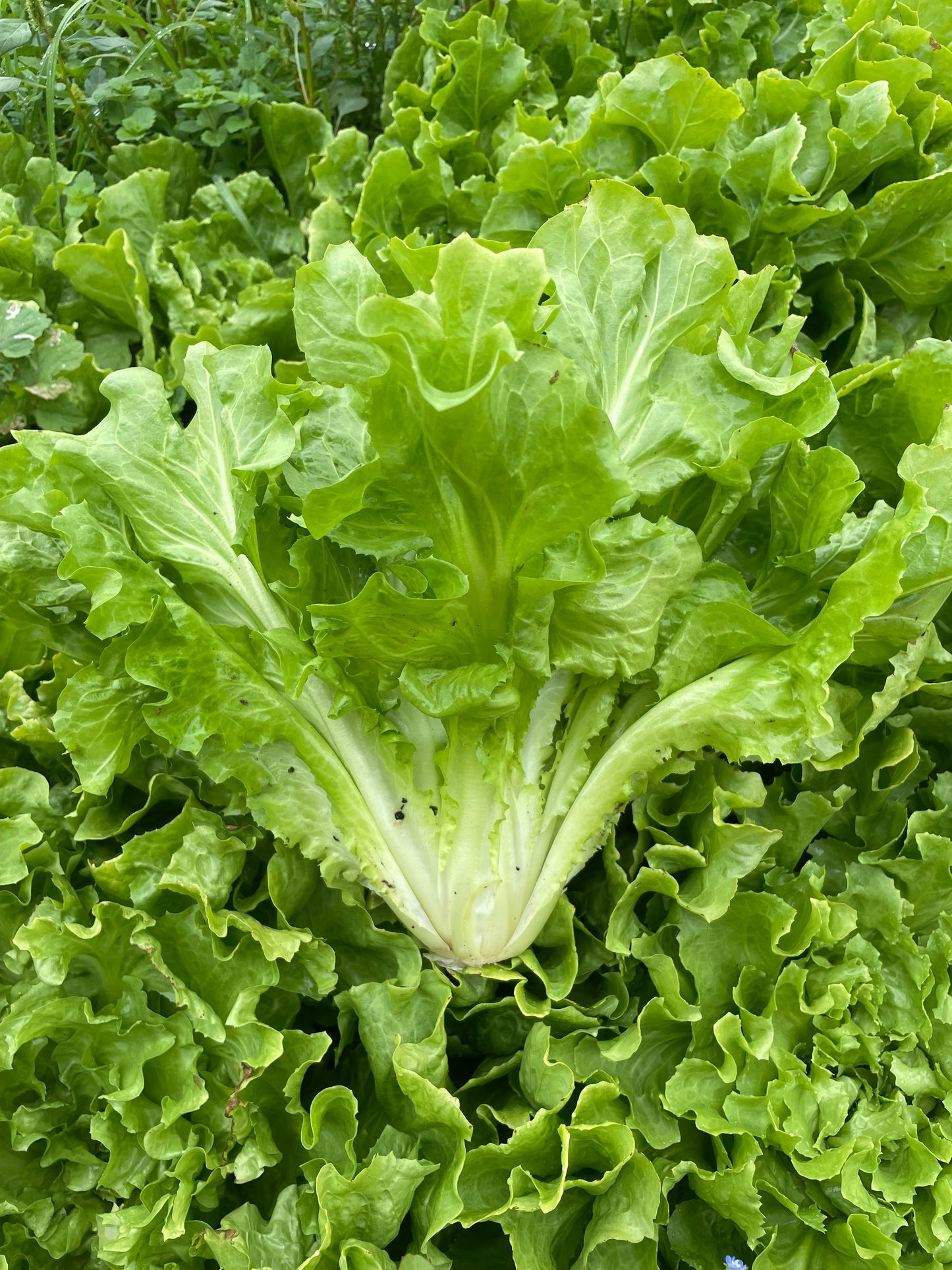 Organic Cornetto Di Bordeaux Endive