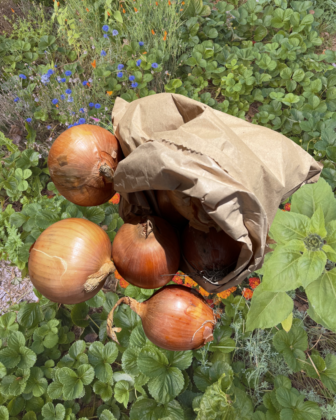 Organic Brown Onions
