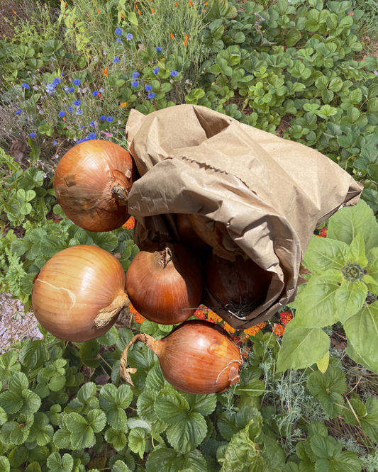 Organic Brown Onions