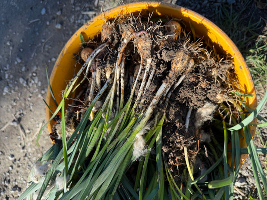 Bundle of 15 Daffodil bulbs