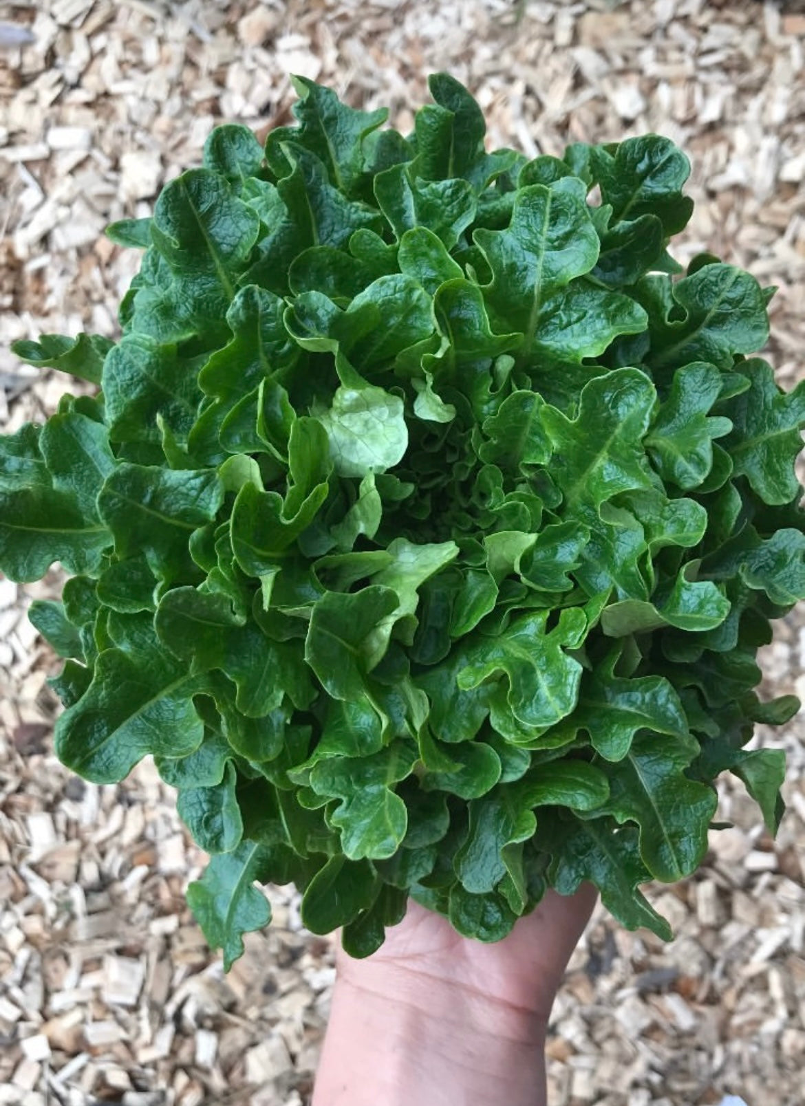 Organic green lettuce