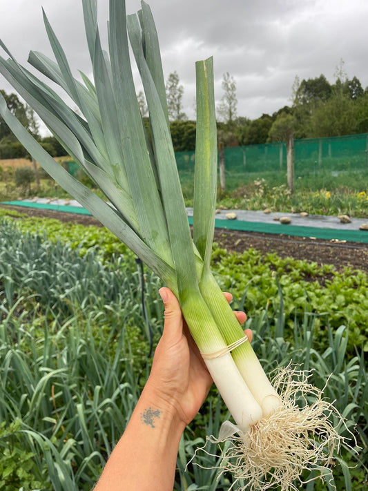 Organic leek