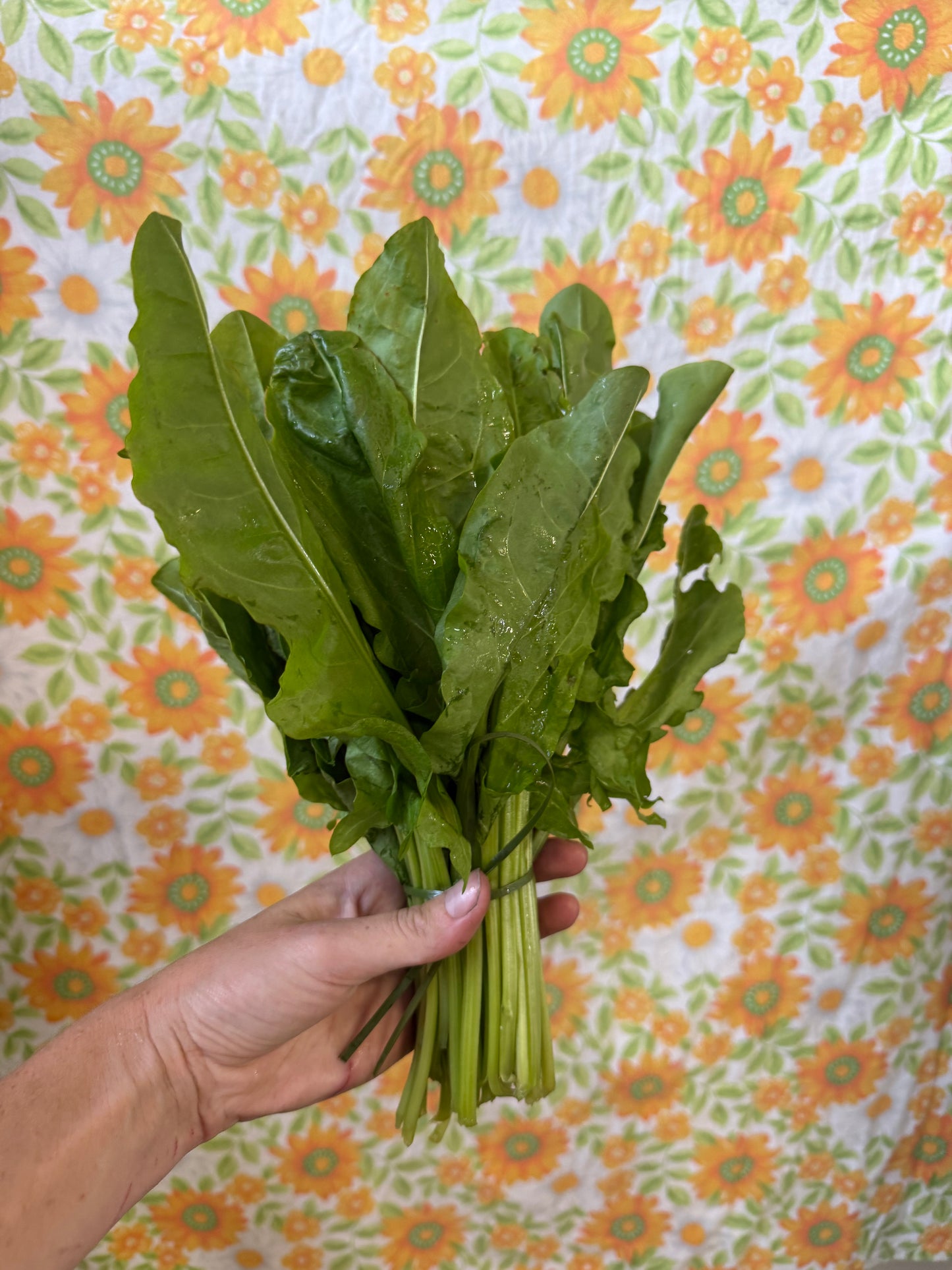 French Sorrel (Spray Free)