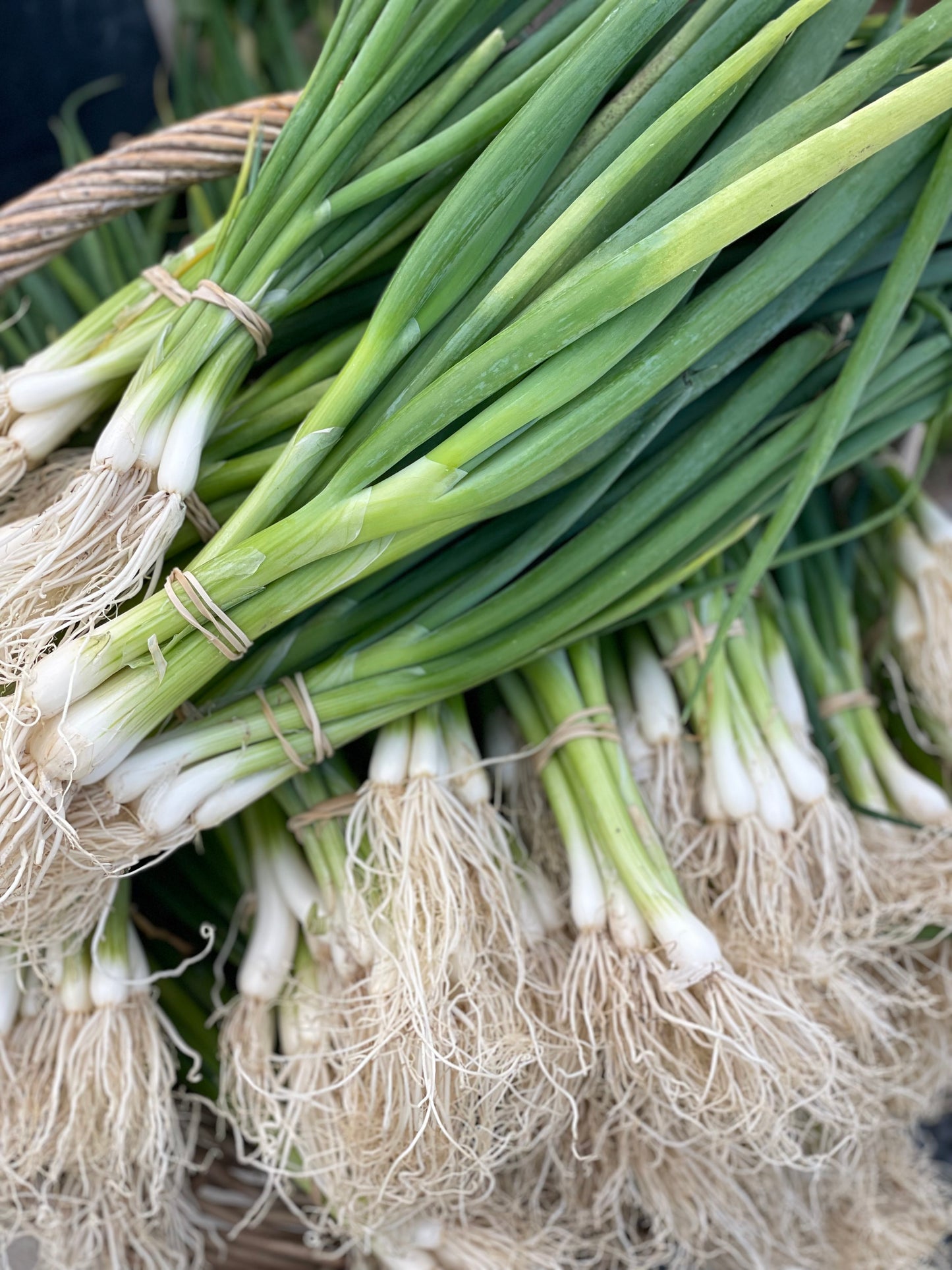 Ugly spring onions