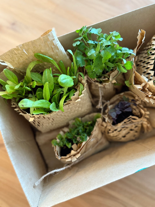 Organic seedling box