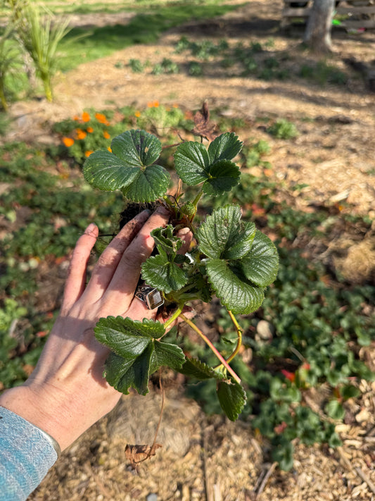 5 x Organic Strawberry plants