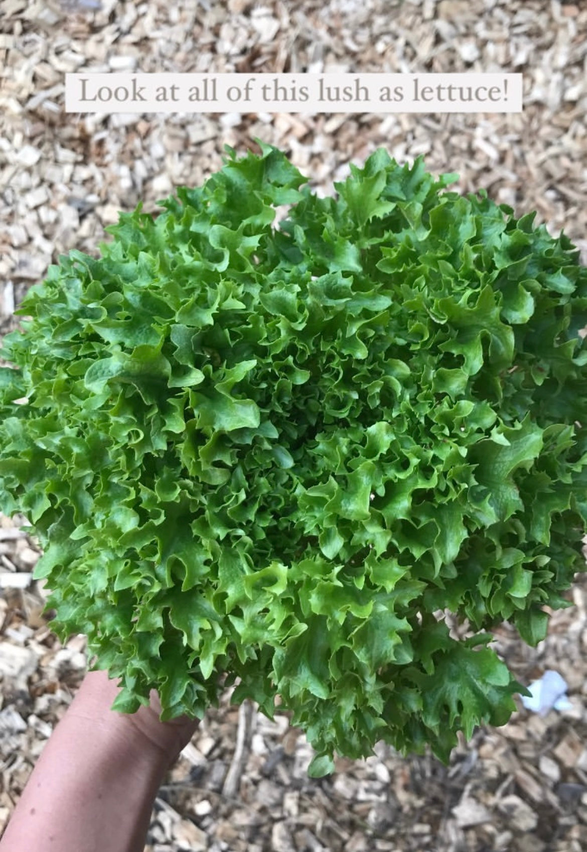 Organic green lettuce