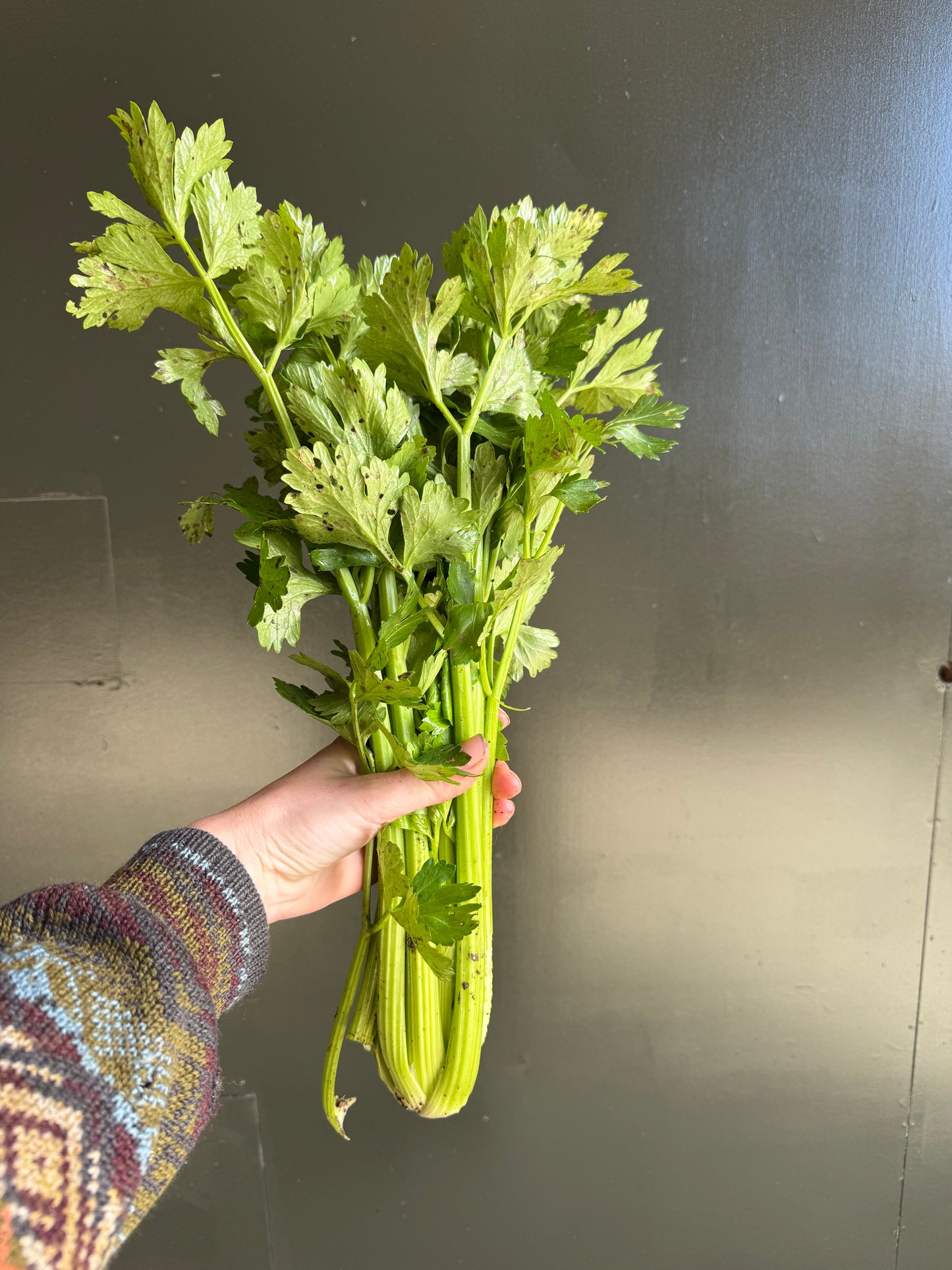 Organic Celery (Ugly)
