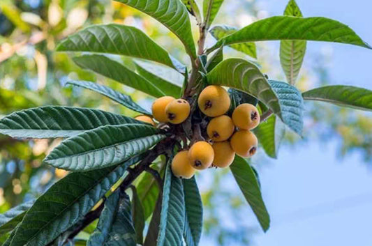 Organic loquat (Malaysian apricot) 1kg