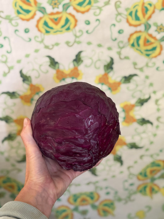 Organic red cabbage