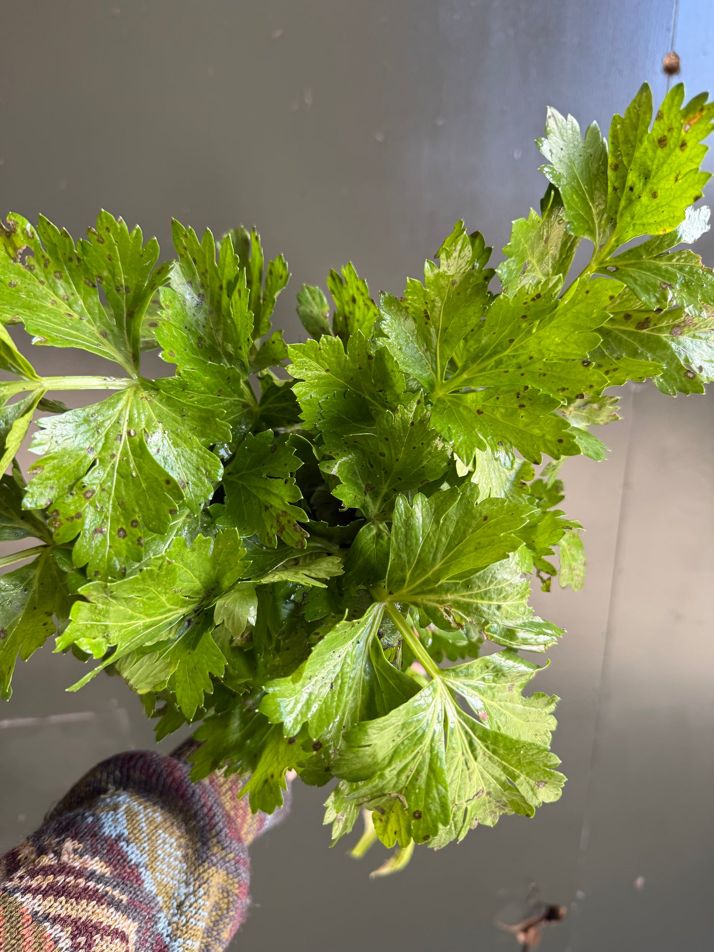 Organic Celery (Ugly)