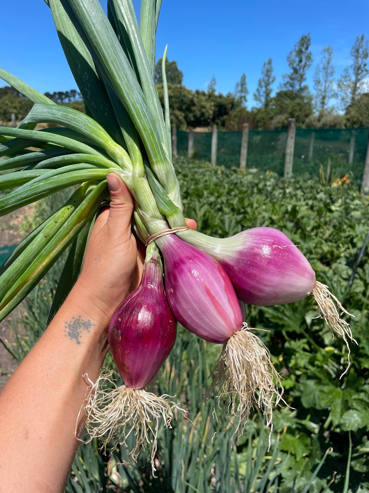 Organic red bulbing onions (500g)