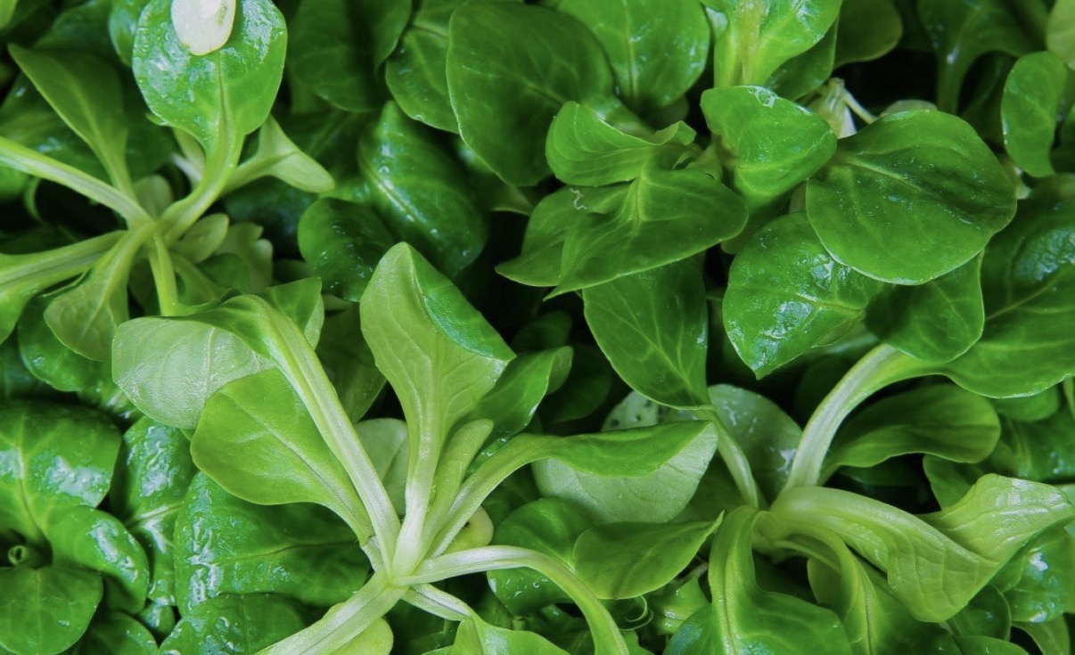 Organic lambs lettuce (100g)