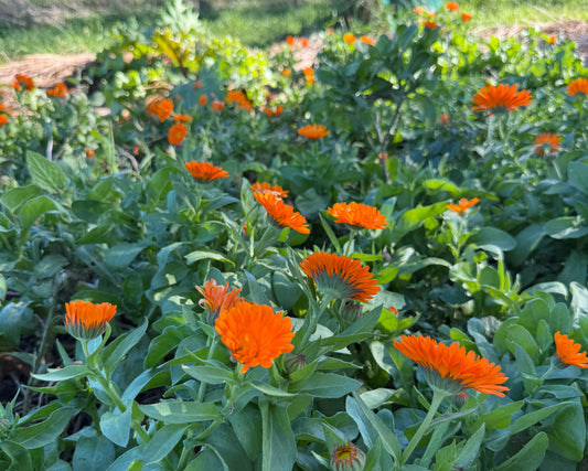 Calendula flowers (fresh)