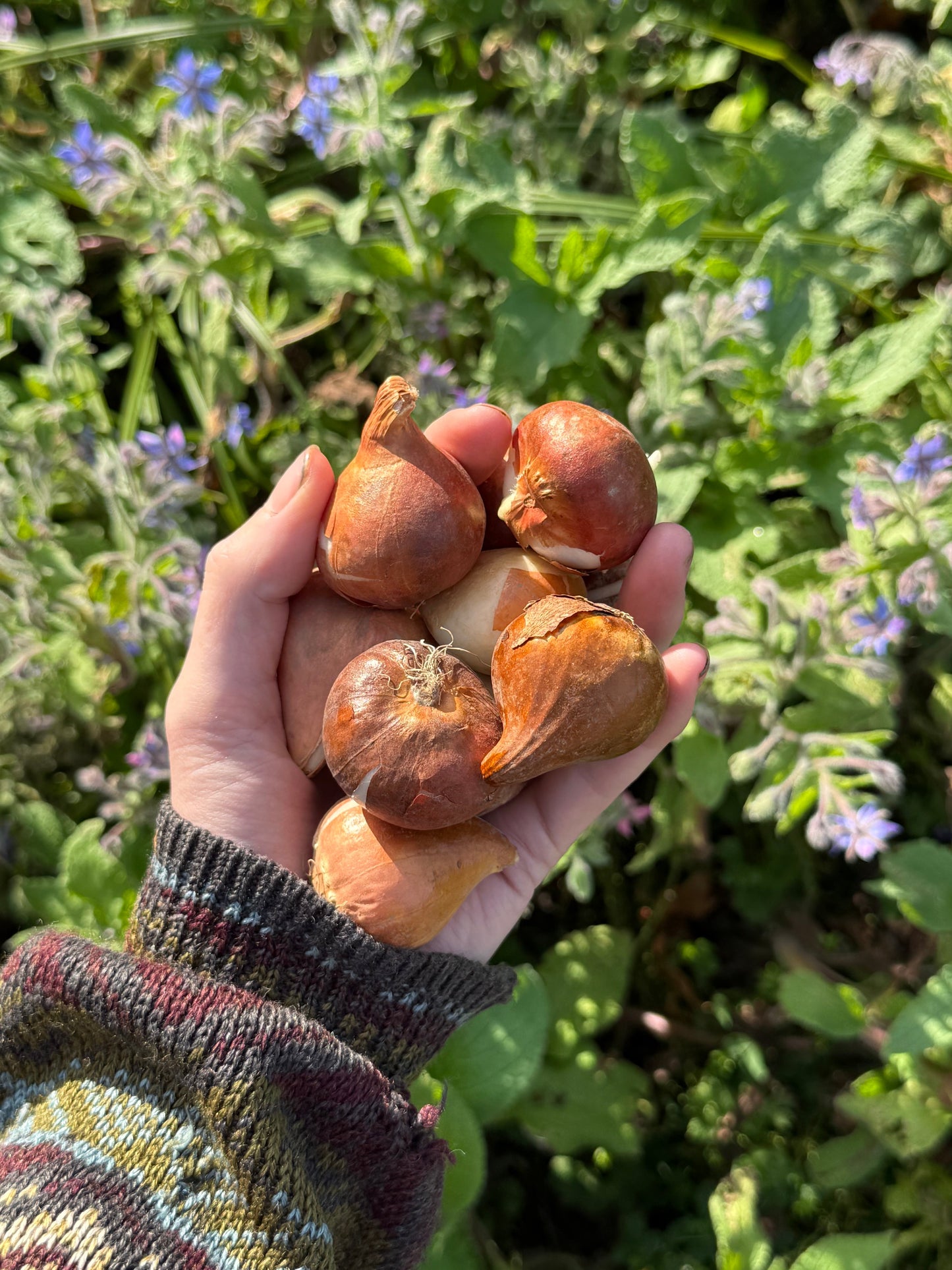 Tulip bulbs x 10 mixed