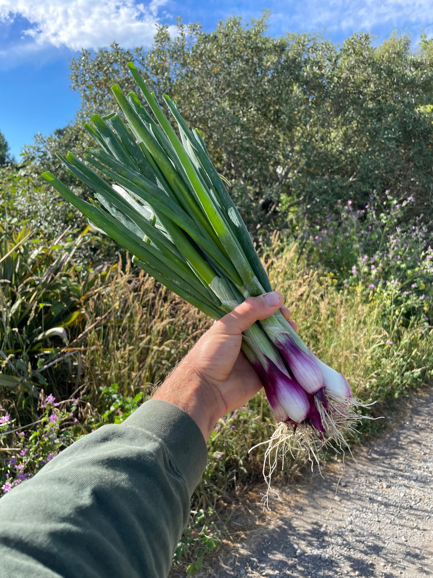 Organic red spring onions (500g)