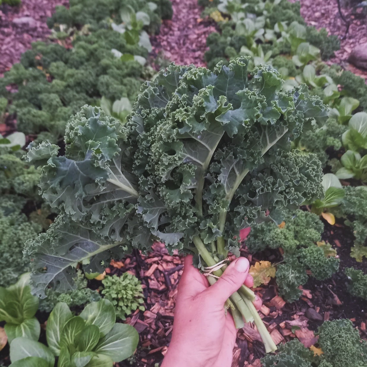 Organic Curly Kale