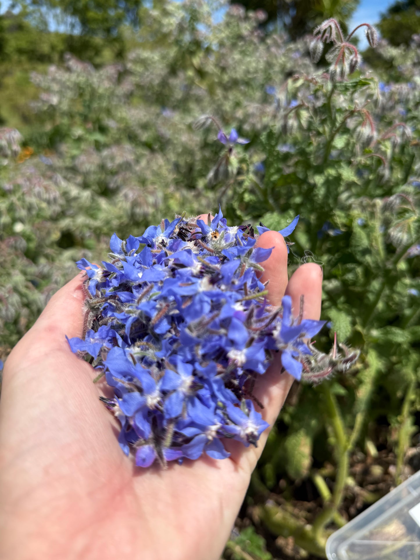 Borage flowers (60g)