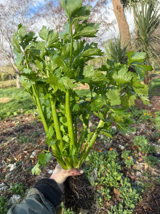 Organic Celery (Ugly)