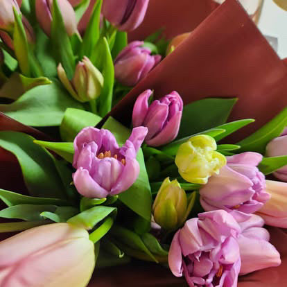 Tulips x 10 mixed