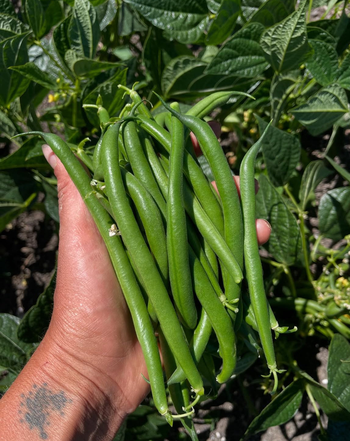 Organic green beans