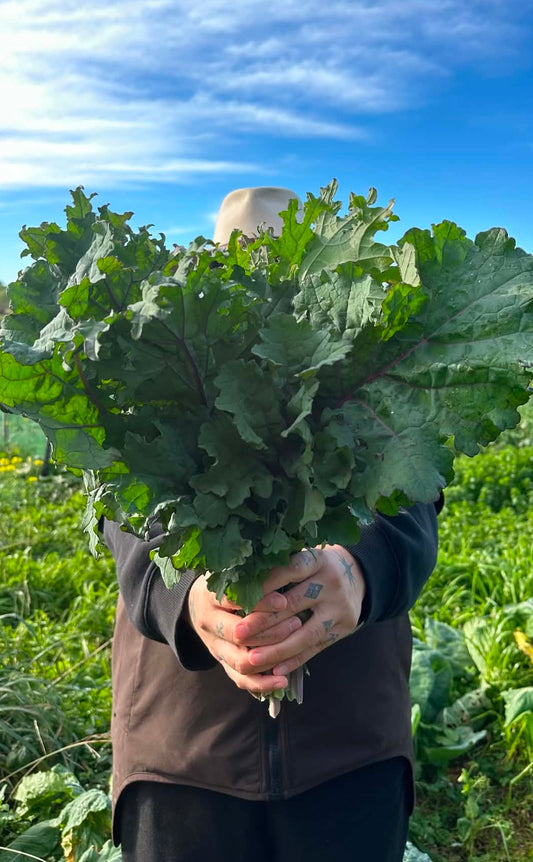 Regenerative Purple Kale