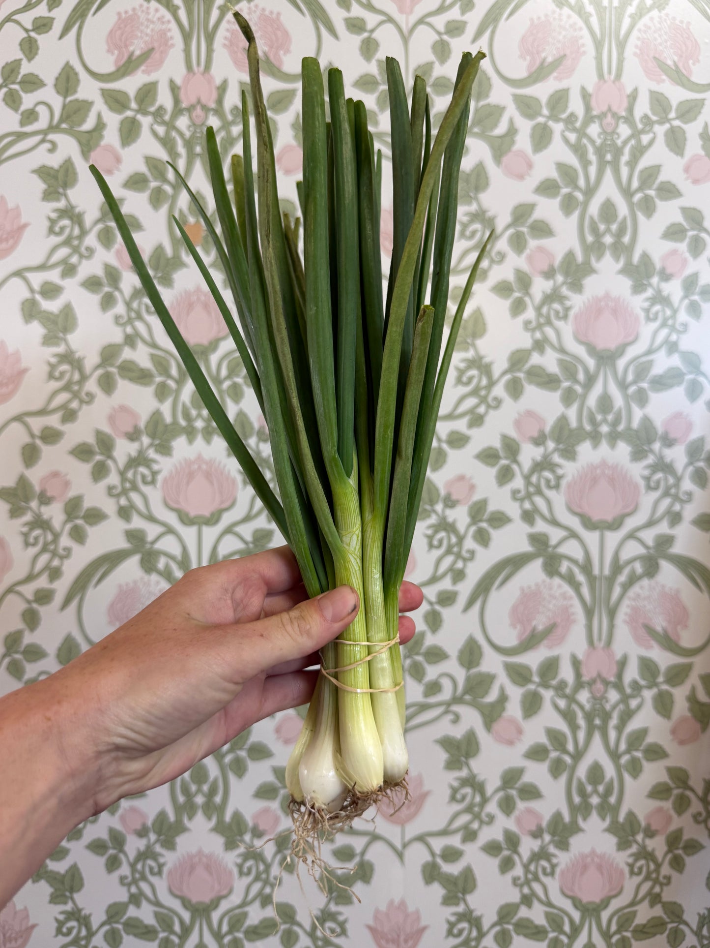 Organic shallots (bunched)