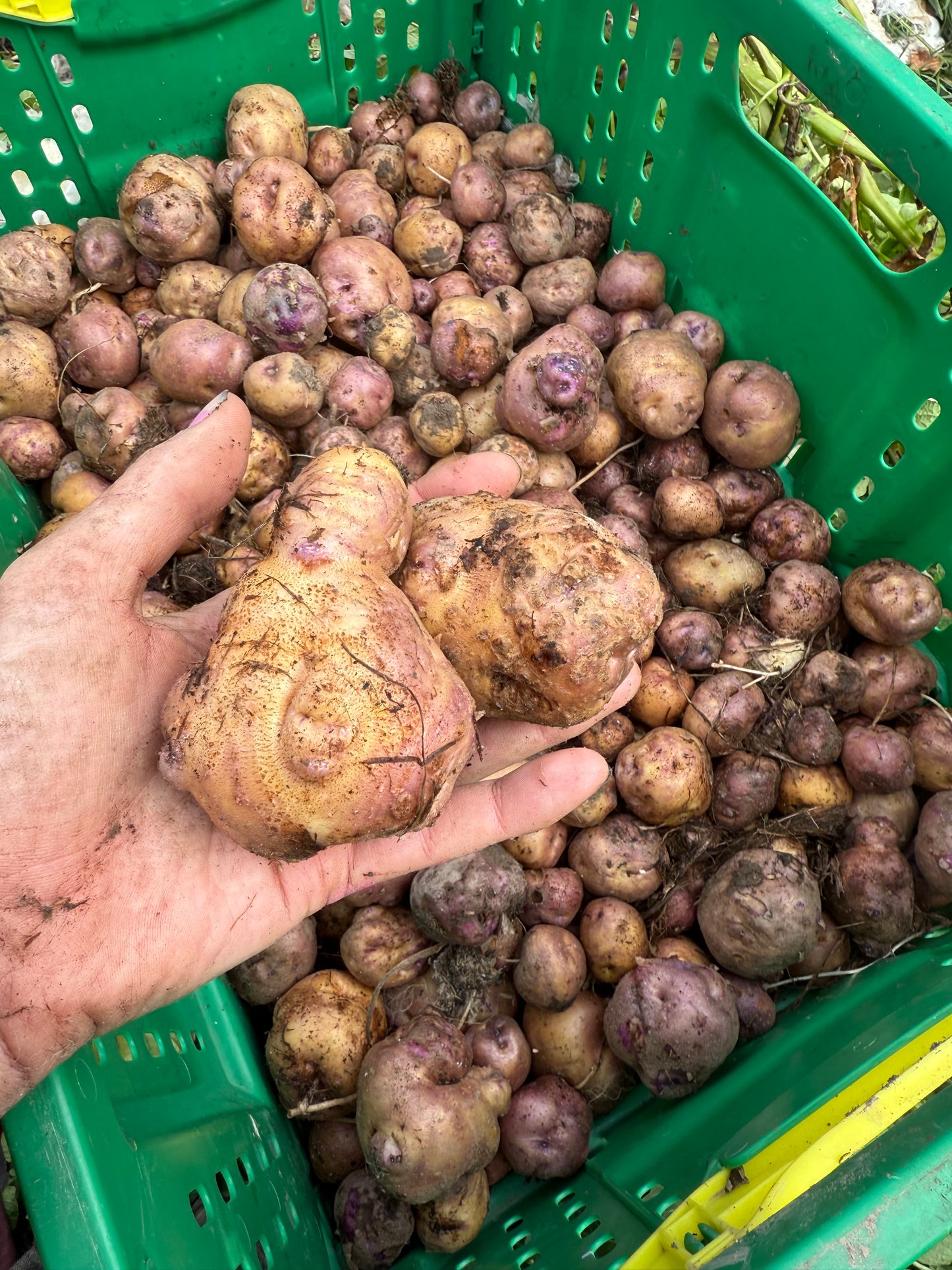 Huakaroro potatoes