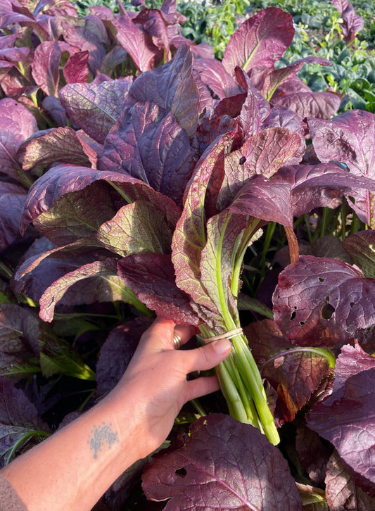 Organic purple mustard greens