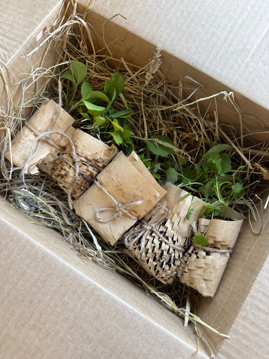 Organic seedling box