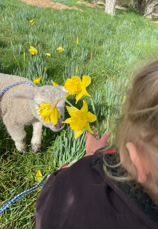 Daffodil bunch