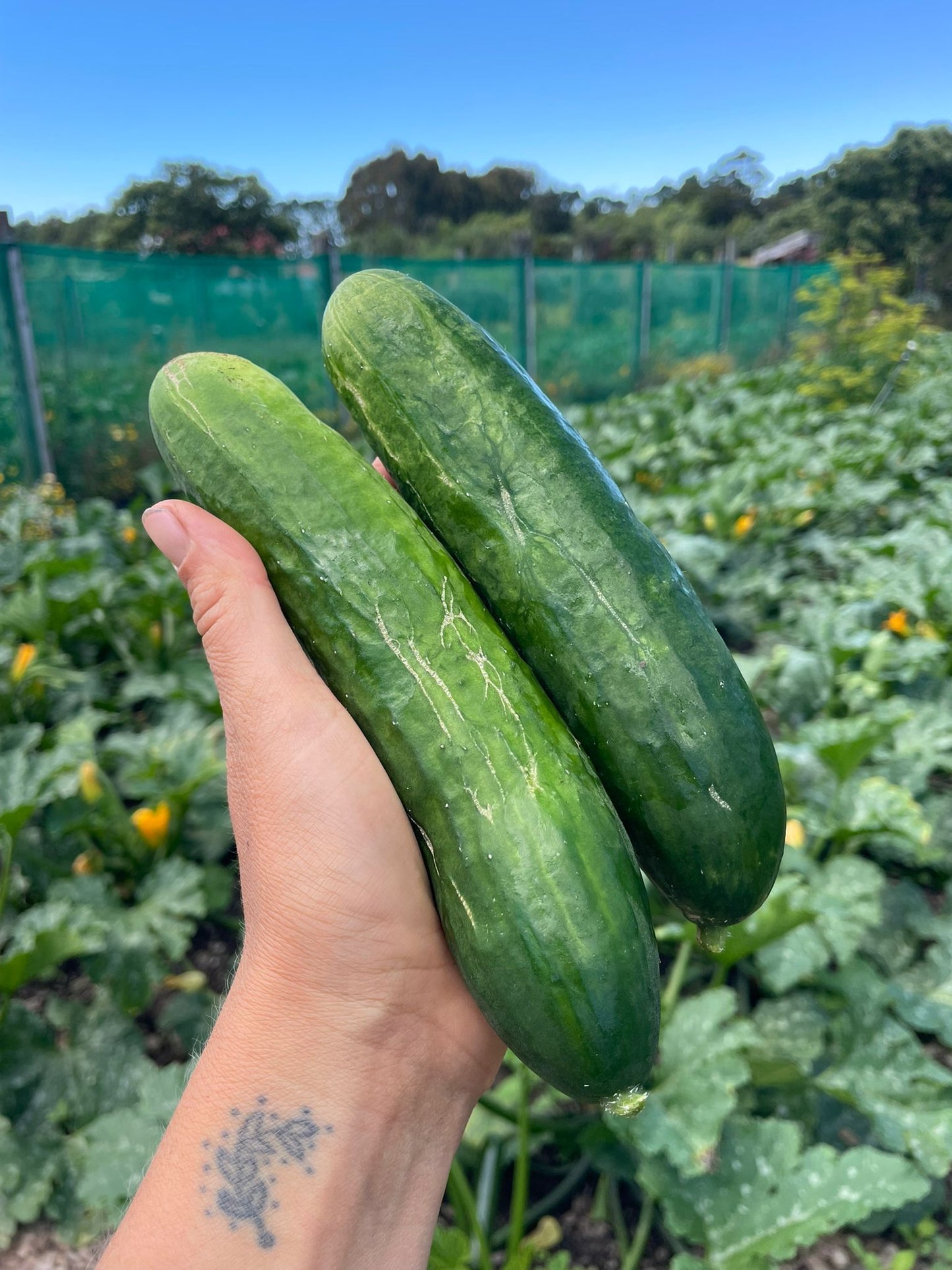 2kg ugly cucumber (great for pickling)