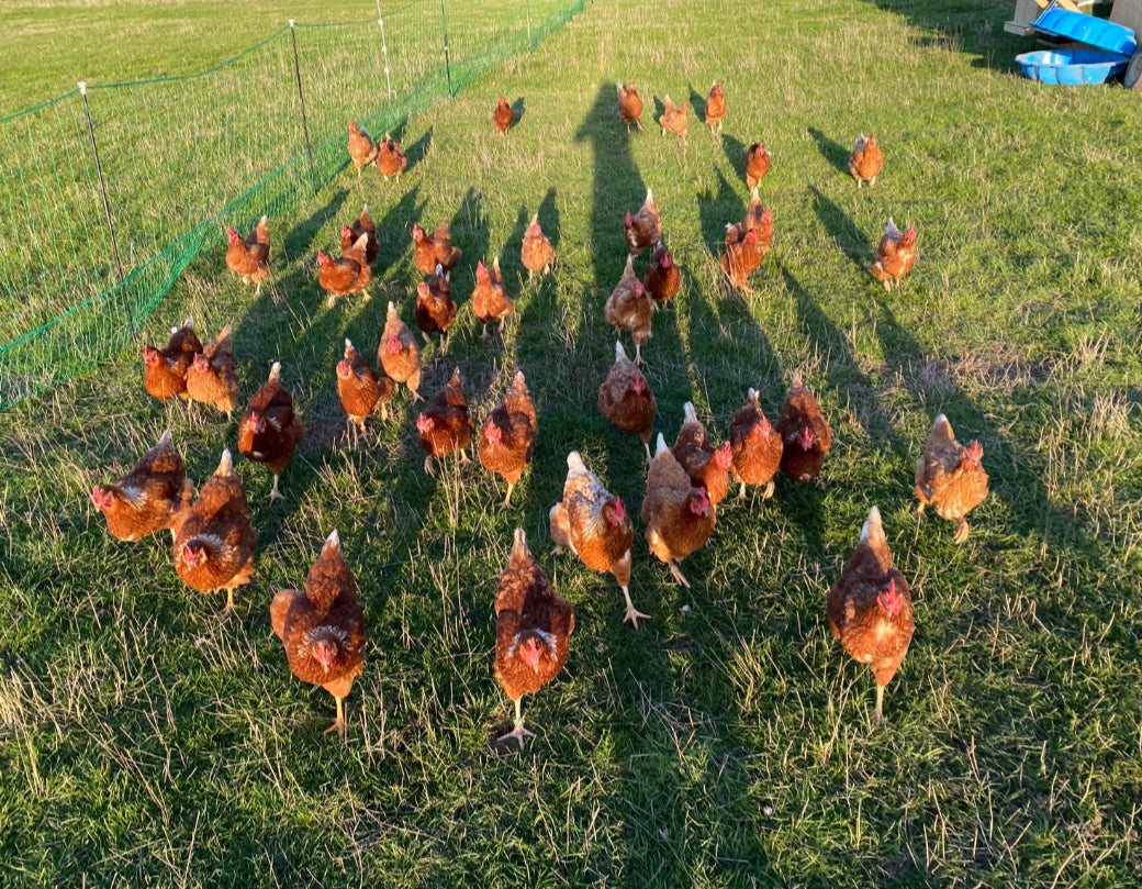 Regenerative Free Range Eggs - Pasture Pride