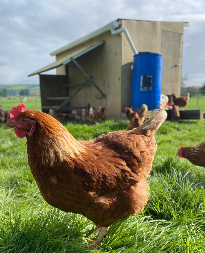 Regenerative Free Range Eggs - Pasture Pride